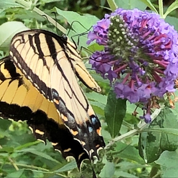 Meet your Posher, Erica - Picture 4 of 6